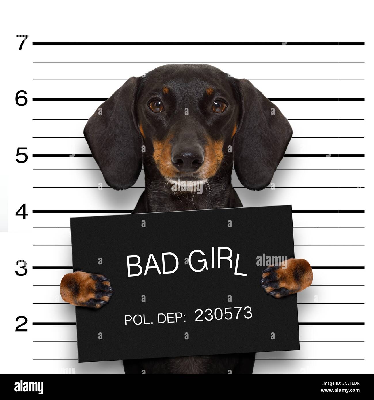 Dachshund Police Mugshot Stock Photo Alamy