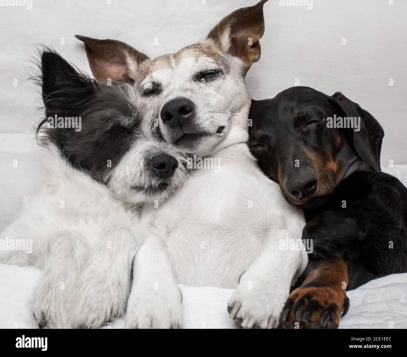 dogs under blanket cuddling and cozy together Stock Photo Alamy