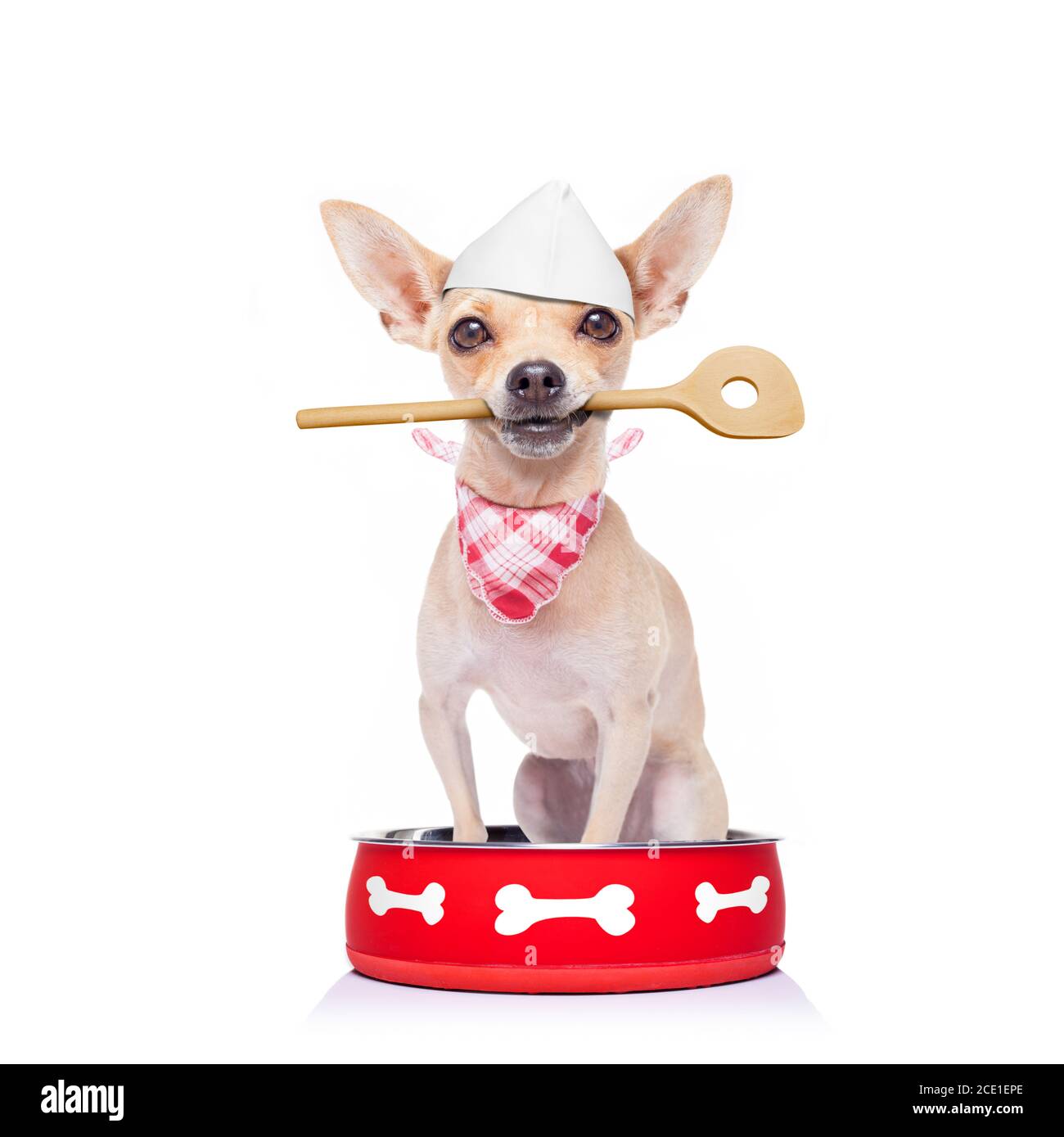 Chihuahua food bowl Cut Out Stock Images & Pictures - Alamy