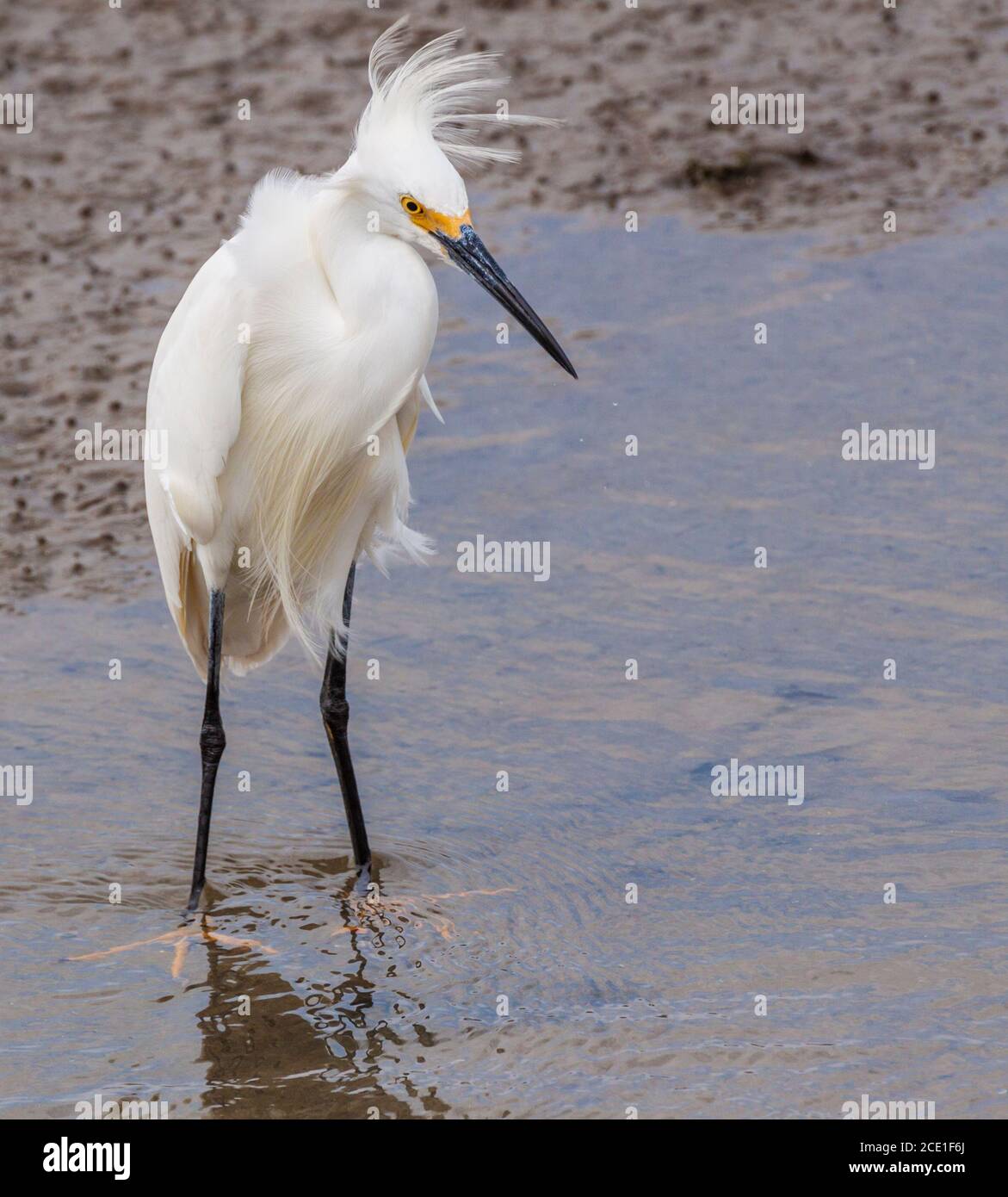 Snowy Egret, a small heron in breeding plumage, fishing in the coastal marshes at South Padre Island Nature and Birding Center. Stock Photo