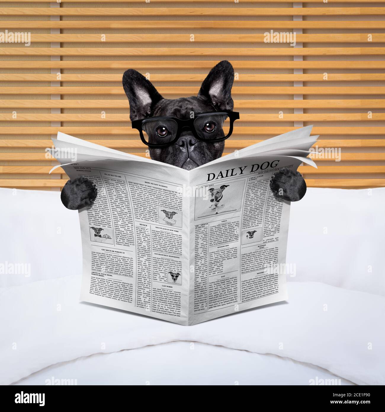 dog newspaper in bed Stock Photo Alamy