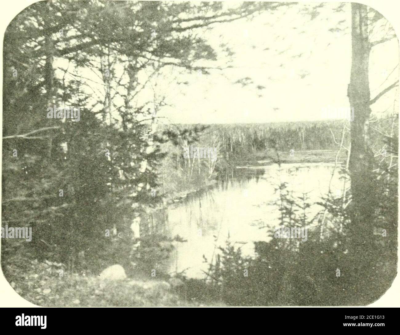 Black east indian ducks hires stock photography and images Alamy