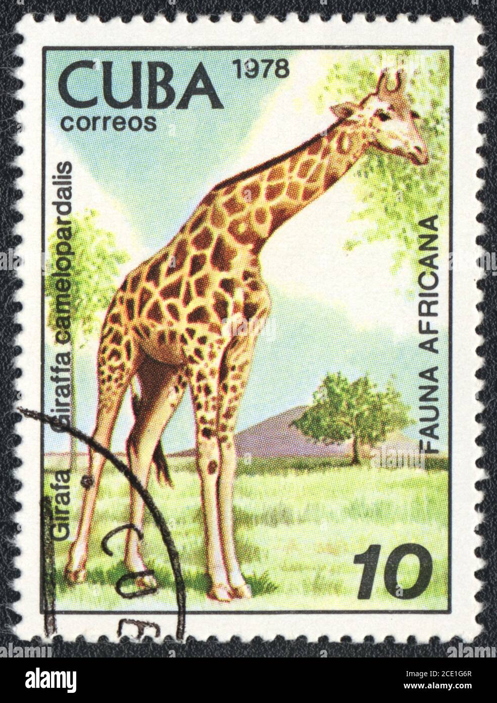 A stamp printed in CUBA,  Giraffa camelopardalis, African fauna series, 1978 Stock Photo