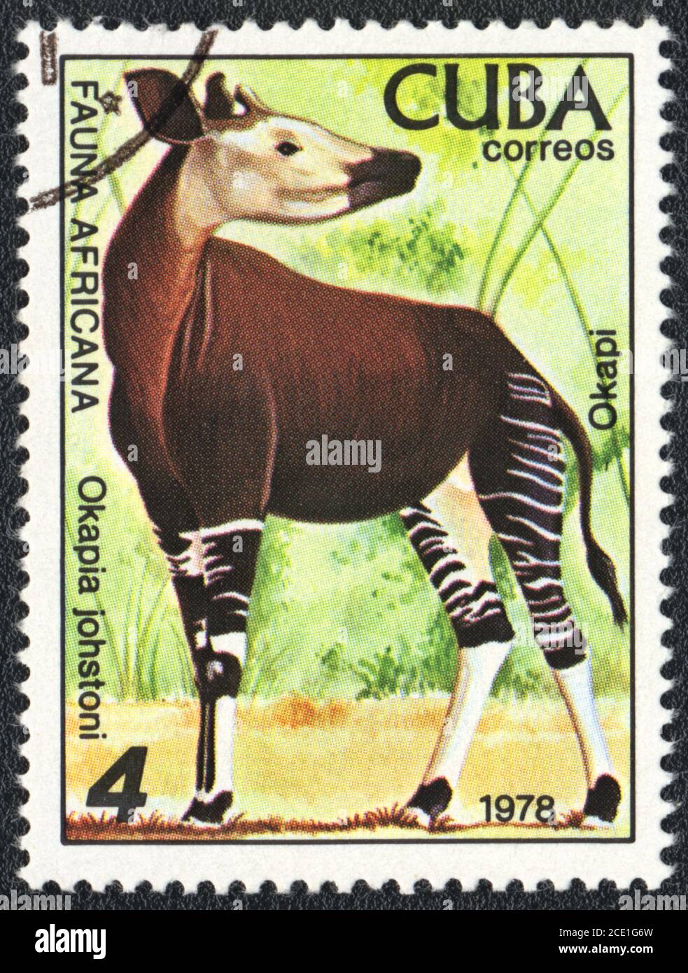 A stamp printed in CUBA, Okapi Johstoni, African fauna series, 1978 Stock Photo