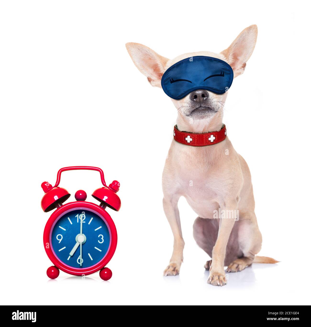 dog-asleep-bed-clock-hi-res-stock-photography-and-images-alamy