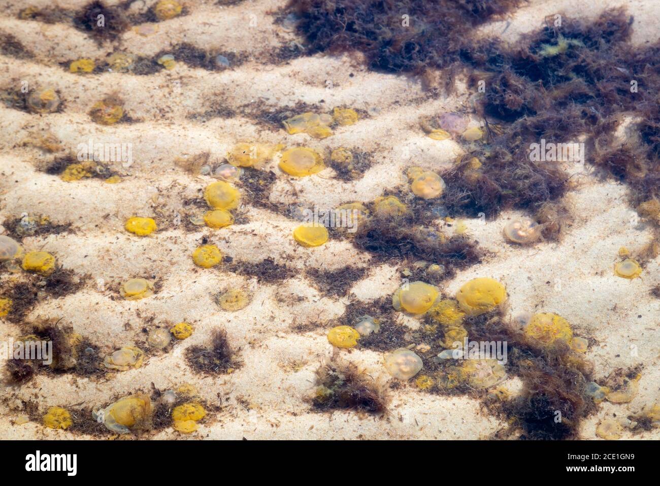 Dead jellyfish washed up on the beach. Dead medusa in the shallow water