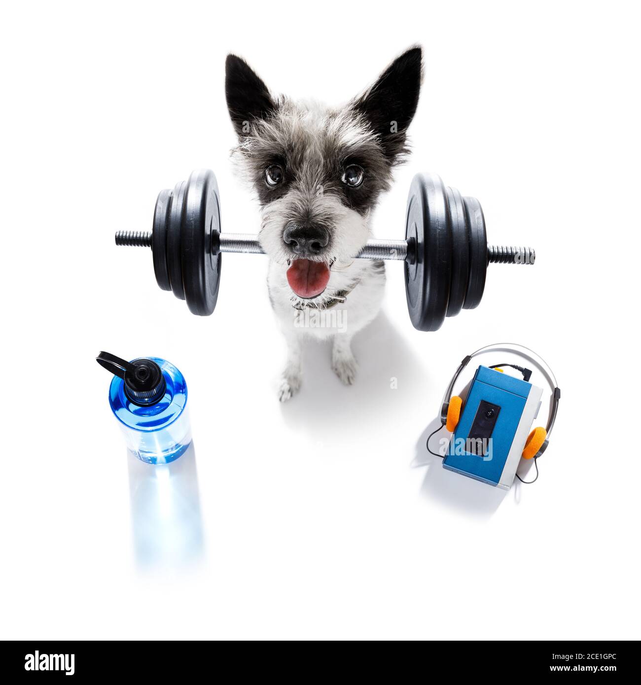 personal trainer dog Stock Photo Alamy