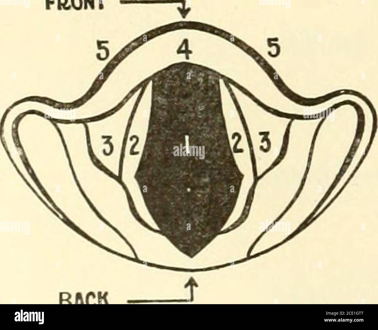 . Voice and song : a practical method for the study of singing . 12 The Nose. 11 The Nasal Cavities. 10 The Upper Pharynx. 9 The Hard Pa/ate. 8 The Uvula ) Shows the position when I shutting off the upper and r pharynx, and when sing- o jj. a » i I ™V a high note. See Soft Palate J pages 32 and 53. 7 The Mouth (The Oral Cavity J. 6 The Tongue. 5 The Teeth. 4 The Lips. 3 The Lower Pharynx. 2 The Epiglottis. 1 f Within the larynx IsI shown the entrance to The Larvnx J tne leff ventricle &gt;inp. Larynx. &lt; oetween the edges 0f I the False (FC) and the True (TC^) Vocal Cords A Arytenoid Carti Stock Photo