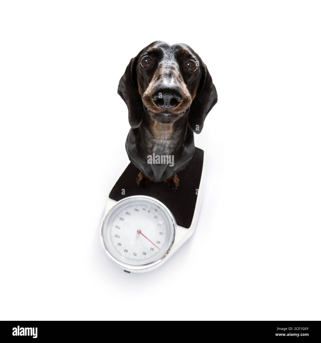 Puppy weighing scales hi-res stock photography and images - Alamy