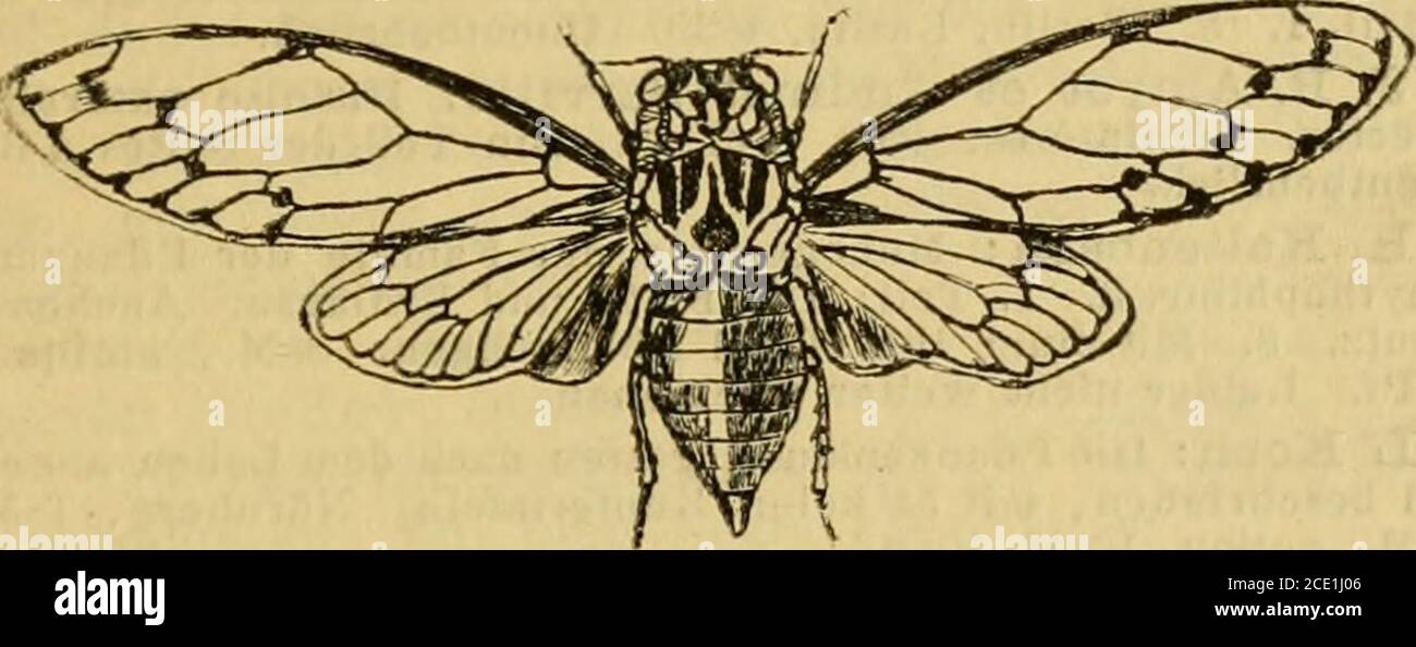. Die Insektenwelt : ein Taschenbuch zu entomologischen Exkursionen für Lehrer und Lernende . tridens Brm., auf Fulica atra.(i)f.) yoHophaeum Brm., auf Corvus Corax.[M.) leucoxanthum Brm., auf Anas Crecca.{Nitsschia) Burmeisteri By., auf Cypselus apus.[Trinoton) conspureatum Ntz., auf Cygnus Olor,. [T.) luridum Nts., auf Anser, Mergus. [T.) squalidum By., auf Anser. [T.) lituratum Nts., auf Mergus albellus. [Eureum) cimicoides Ntz., auf Cypselus apus. (E.) Mallem Ntz., auf Hirundo rustica. {Laemohotrium) laticolle Ntz., auf Falco subbuteo. (L.) giganteum Ntz., auf Circus rufus, Biteo X.) hast Stock Photo