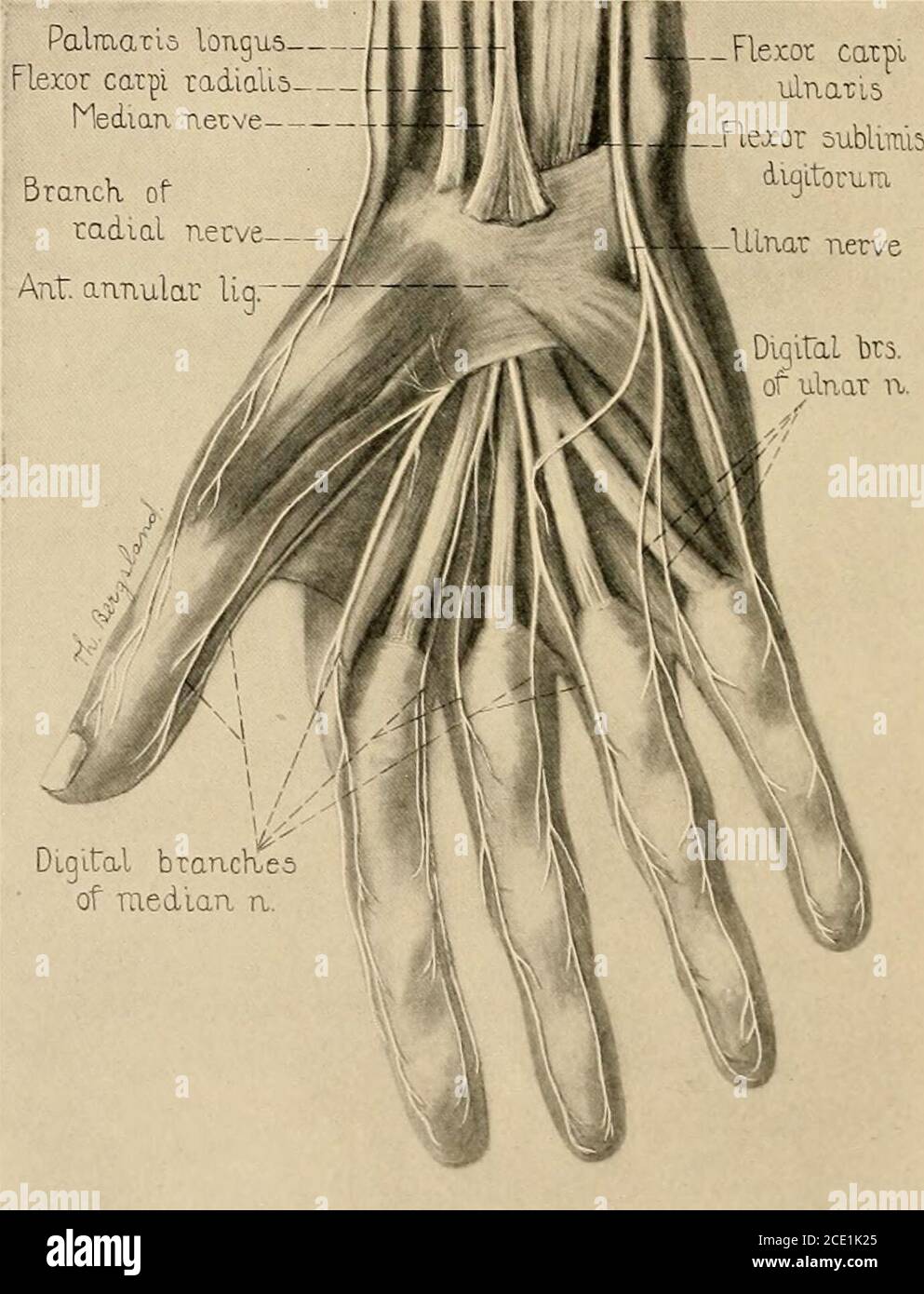 Radial nerve block hires stock photography and images Alamy