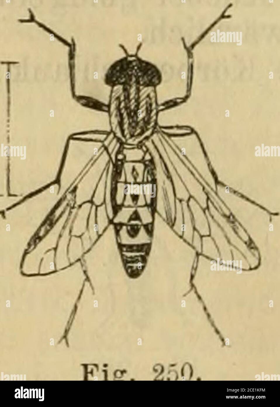 . Die Insektenwelt : ein Taschenbuch zu entomologischen Exkursionen für Lehrer und Lernende . chwarz; Untergesicht gold-gelb; Fühler von doppelter Kopflänge; Knebel gelblich;Beine rotgelb, Tarsen schwarz; Hinterbeine braunschwarz,die Kniee gelb; Tarsenglied 1 stark verdickt; Flügelgraubräunlich. 2. Leptida, Schnepfenfliegen: Stirn und Scheitel nicht tief einge-sattelt; Hinterleib keglig, 7—Sringlig, kahl oder -wenighaarig; Flügelbreit, Längsader 3 gegabelt: Hinterrandszellen .i; 3 Haftläppchen.Verwegene Räuber. Larven in der Erde. 34. Leptis F., Schnepfenfliege. Fühlerendgliedkurz, keglig oder Stock Photo