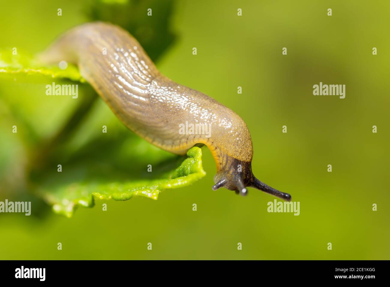 small garden slug eating plant Stock Photo Alamy