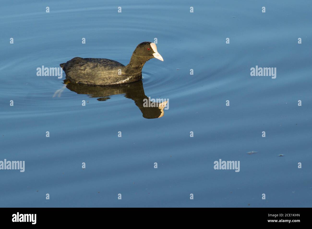 Mud hen water hires stock photography and images Alamy