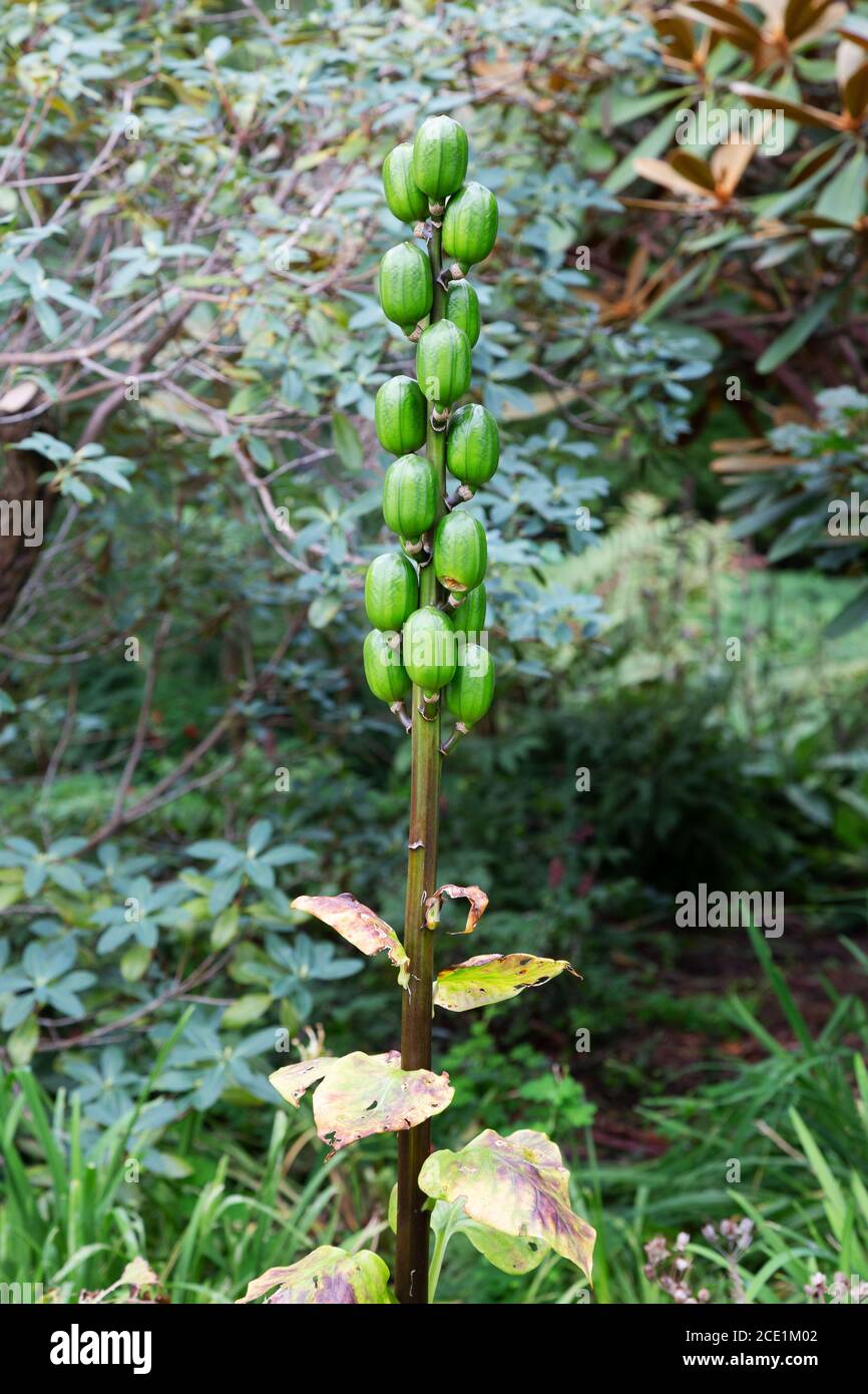 Seed pods of the Giant Himalayan Lily, Cardiocrinum giganteum , the largest of the lily family Stock Photo