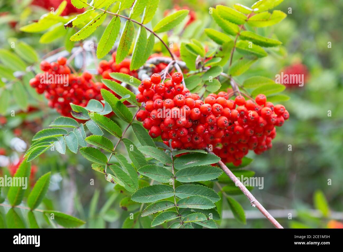 Are Mountain Ash Tree Berries Toxic To Dogs