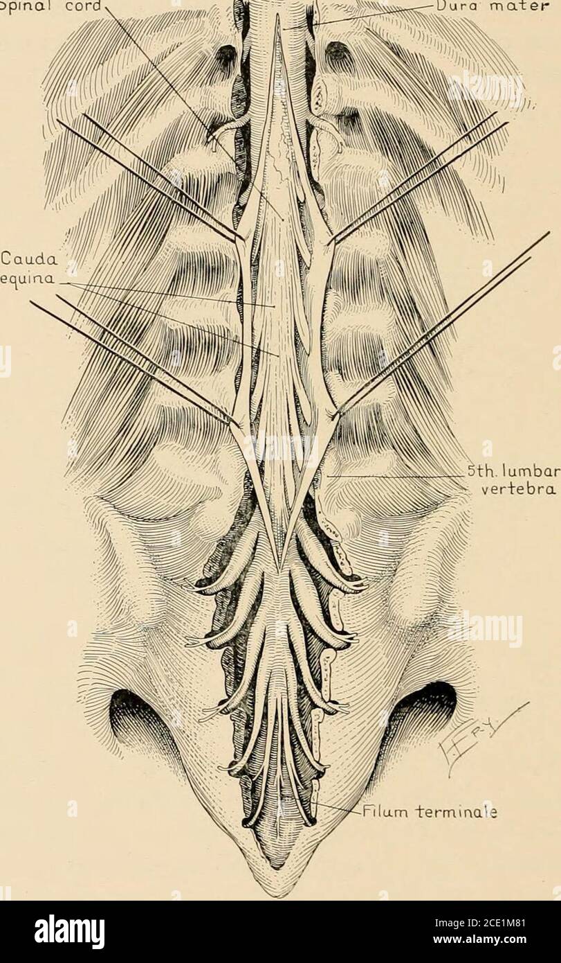 ventral epidural space