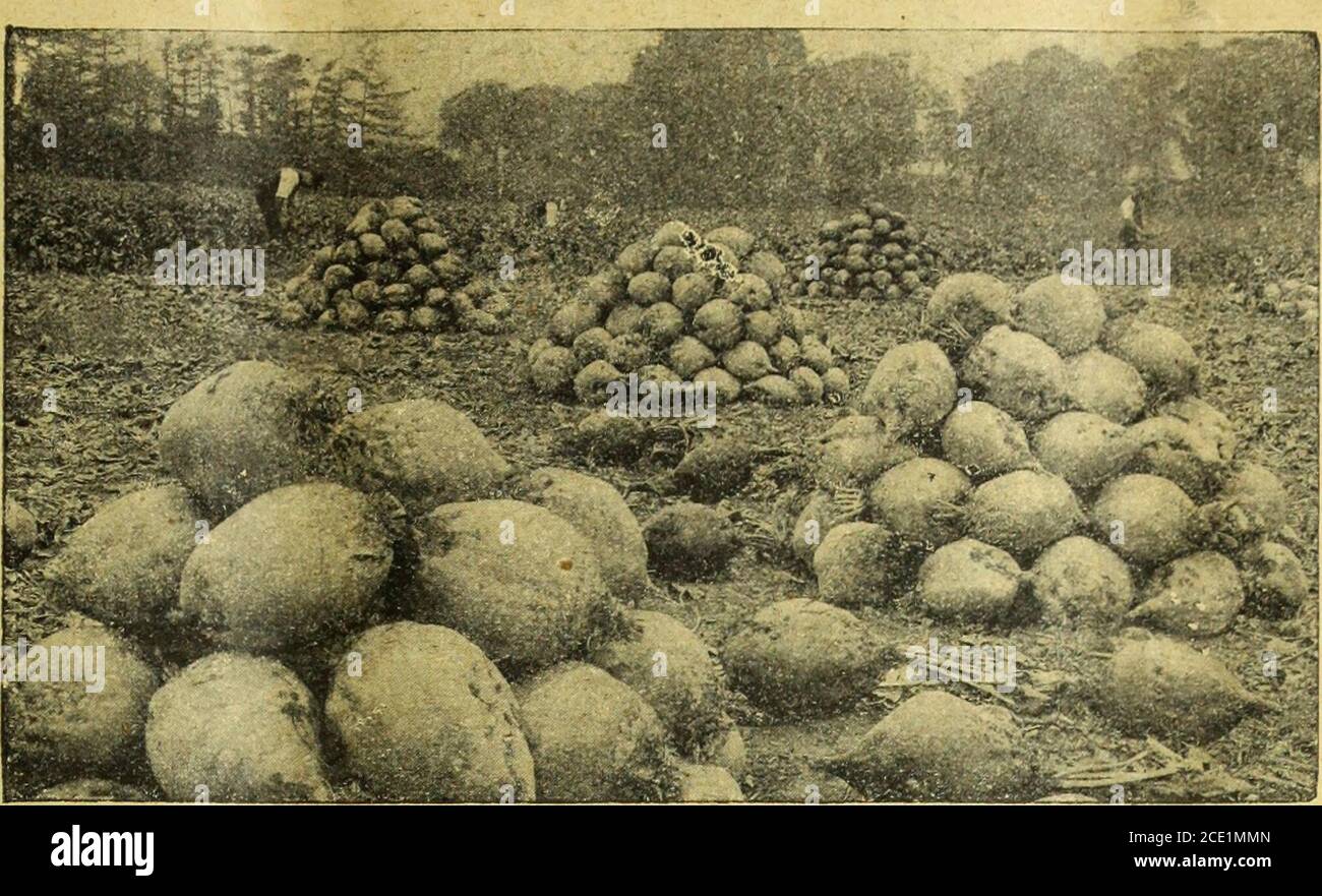 Farmer And Stockbreeder Eeds The Result Of Sowing Suttons Prizewinner Mango 109 Tons Per Acre Grown By J A Hurditch Esq Portbury 101 Tons Pep Acne Grown By S S