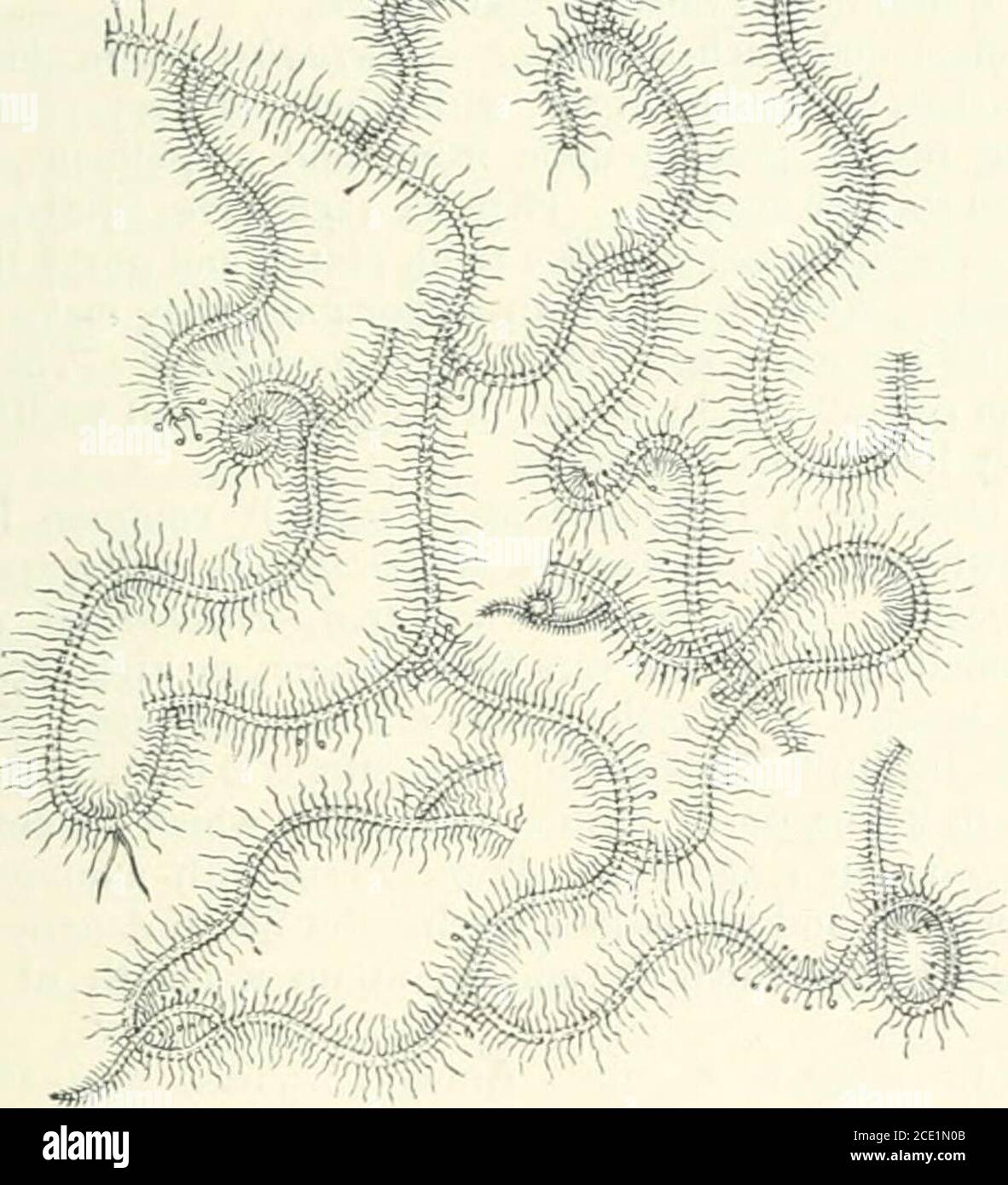 . The study of animal life . me Nereids)and the lobworms which burrow and make countless castings uponthe flat sandy shores, or those which inhabit tubes of lime orsandy particles (e.g. Serpida, Spirorbis, and La7iice or Terebellaconchilegd). The earthworms with comparatively few bristles(Oligochxta) are bisexual, while almost all the marine worms withmany bristles (Polychaeta) have separate sexes. Moreover, those ofthe first series usually lay their eggs in cocoons, within which theembryos develop without any metamorphosis, while the sea-worms,though they sometimes form cocoons, have free-swi Stock Photo
