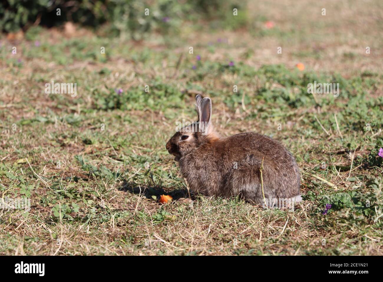 Image showcasing rabbits exploring the park Stock Photo - Alamy
