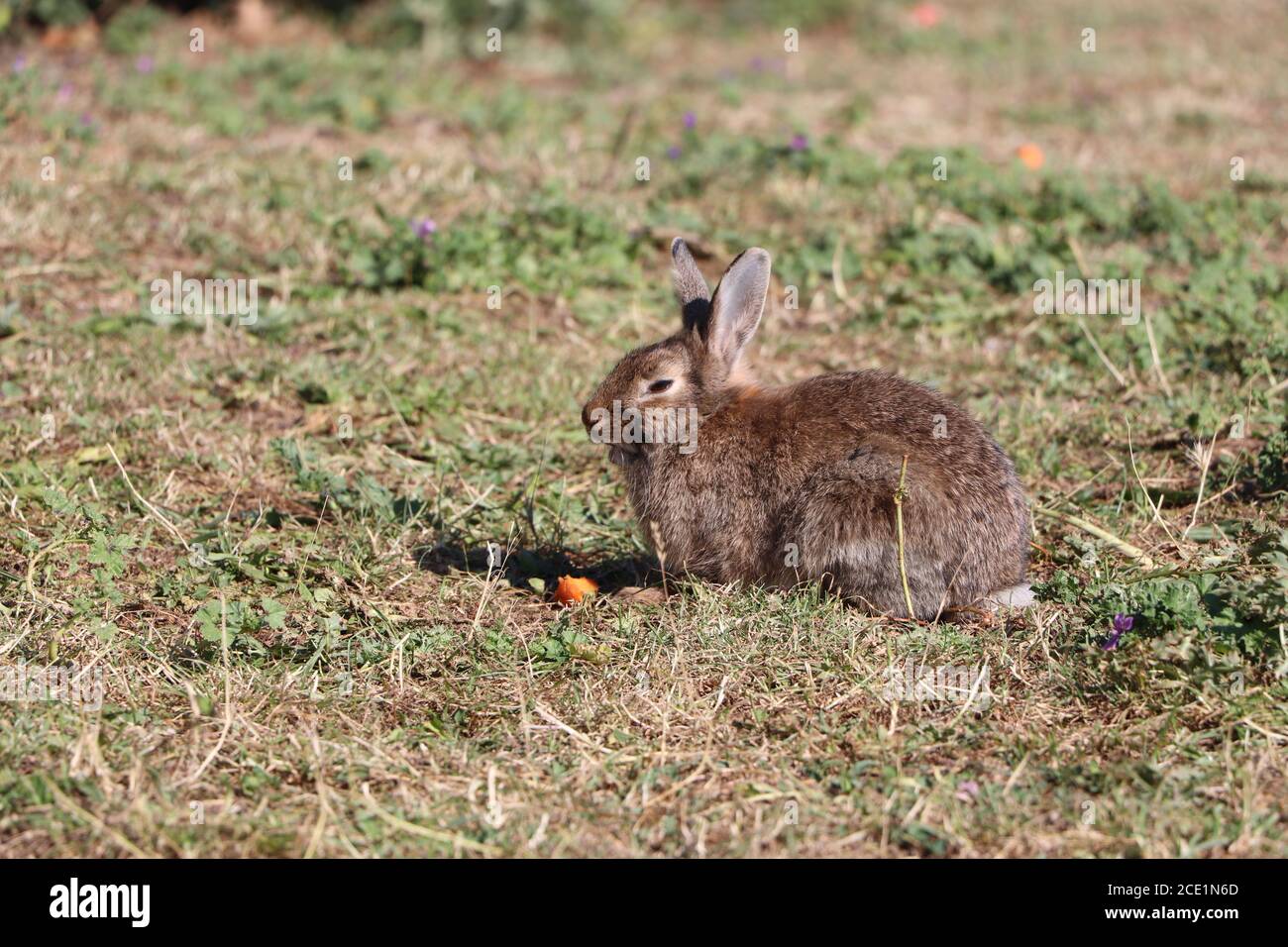 rabbits exploring the park Stock Photo Alamy