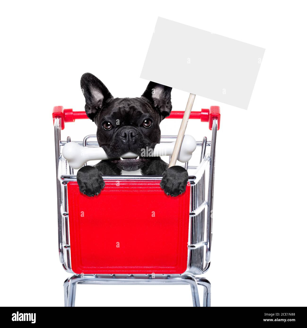 shopping cart dogs Stock Photo Alamy