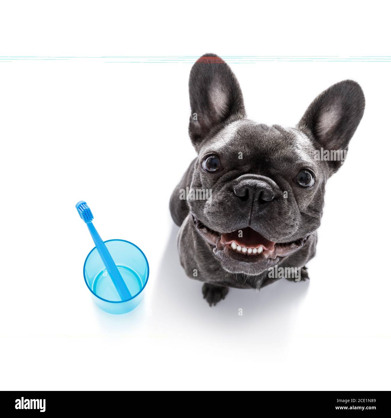 dental toothbrush dog Stock Photo Alamy