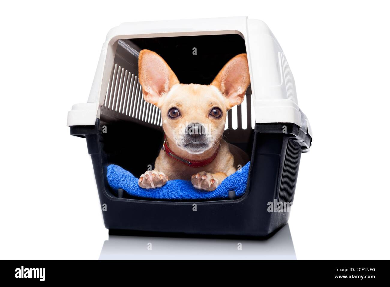 dog crate box Stock Photo Alamy