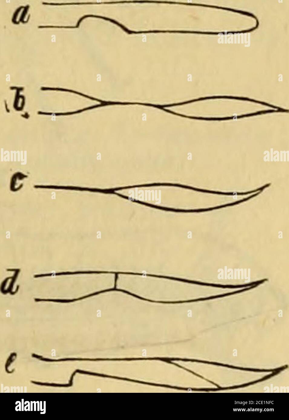 . Die Insektenwelt : ein Taschenbuch zu entomologischen Exkursionen für Lehrer und Lernende . zeichnet. Die Lanzettzelle erscheintzuweilen ohne besondere Auszeichnungund mündet offen in die Flügelwurzel(offene L,, a. l. aperta [Fig. 117 a.])oder sie ist in ihrem mittleren Teileauf einer kurzen (halbzusammengezoge-nen, subcontracta) oder längern Streckedurch Verschmelzung der Adern einge-schnürt (zusammengezogene L., a. l. contractu [Fig. 117 b.]) oder diese Ein- p. ^^^^ schnürung liegt am Anfange der Zelle,so dass diese gleichsam gestielt erscheint (gestielte L.,V. l.petiolata [Fig. 117 c.]), Stock Photo