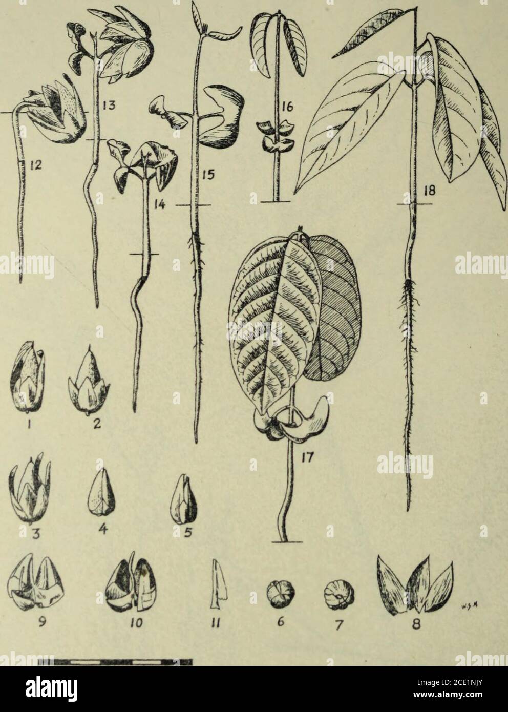 . The Gardens' bulletin; Straits Settlements . Gard. Bull. S. S., Vol. VIII. Plate XXII. 5 cm. Hopea apiculata Sym. 277 Hopea apiculata Symington, sp. nov. Plates XXI & XXIISpecies H. laxae Sym., H. resinosae Sym., H. pachy-carpae (Heim) Sym., etc. affinis, nuce parvo, glabro,apiculato, segmentis brevibus chartaceis instructo, differt. Branchlets dark purple but usually covered with a paletomentum, with decurrent elevate lines from the insertionof the petiole. Leaves lanceolate or oblong-lanceolate,gradually tapering to the acuminate apex, base subequal,rounded, or subcordate, about 13.0 cm. X Stock Photo