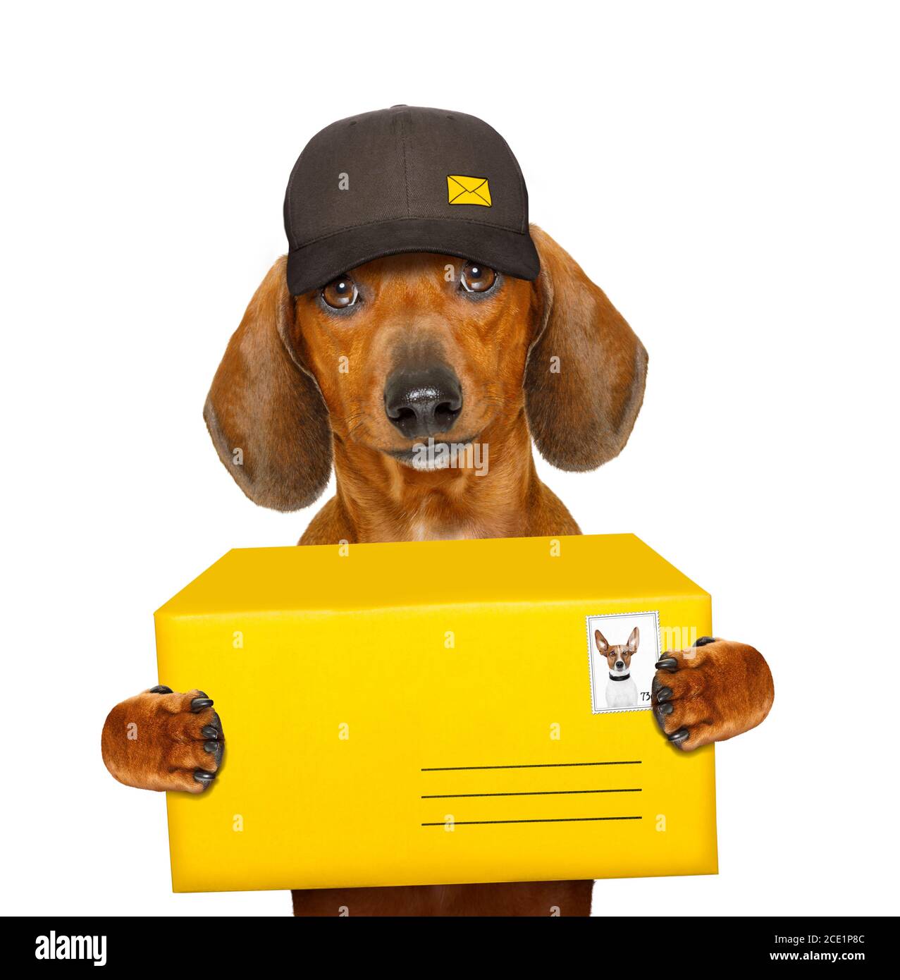 post delivery dachshund sausage dog Stock Photo Alamy