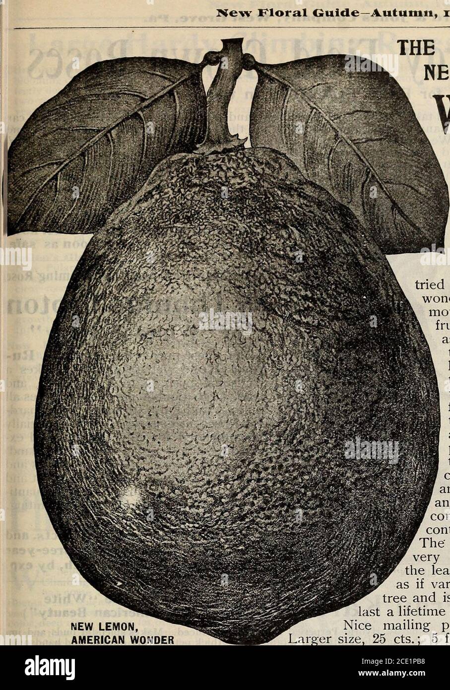 . New floral guide : autumn 1905 . Evening Star NewImpatiens This is a grand plant for pot culture and also for th^ I flower bed ; makes nice bushy plants 10 to 12 inches high covered all over with pretty wide-open flowers, 1 to inches in diameter; pure white with rich crimson centre ; Very beautiful and blooms all the time. See illustration 15 cts. each; 2 for 25 cts. I Clerodendron Balfourii—A lovely vine for window©j conservatory, grows 2 to 3 feet high, bears hundreds Qj beautiful pear-shaped flowers, crimson and white. 15 cts^ I ^Gw Kloral Ouide—Autumn, 1905. 35 NEW AMERICAN WONDERLEMON W Stock Photo