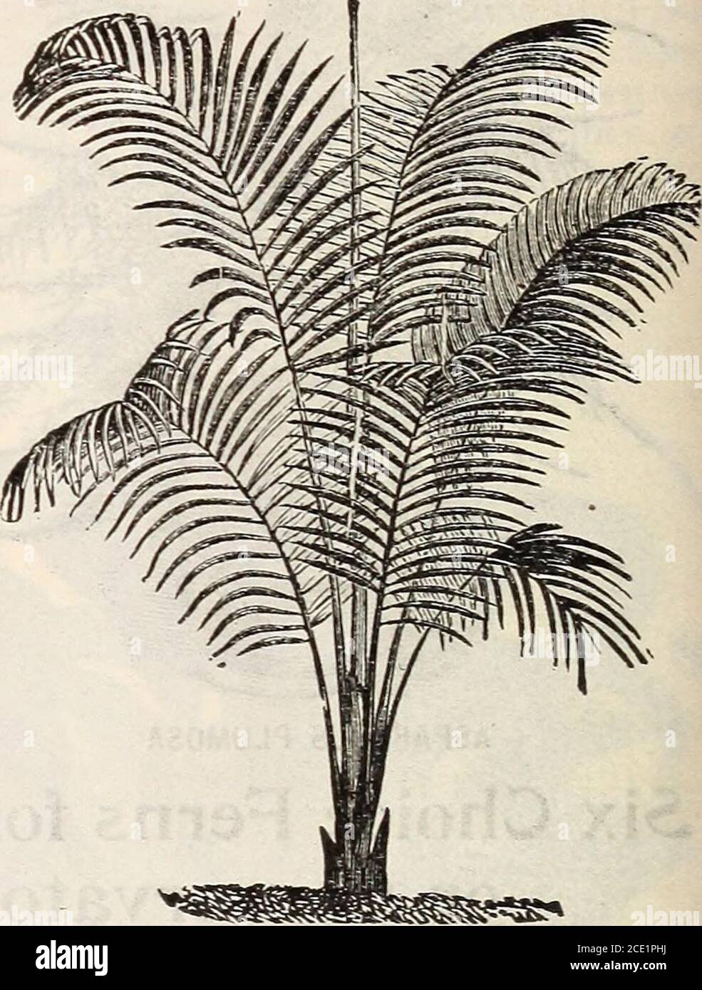 . New floral guide : autumn 1905 . OSTRICH FEATHER PALM COCOS WEDDELLIANA Stock Photo