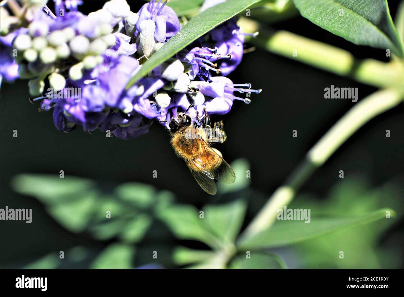 A honey bee on a wisteria bush Stock Photo Alamy