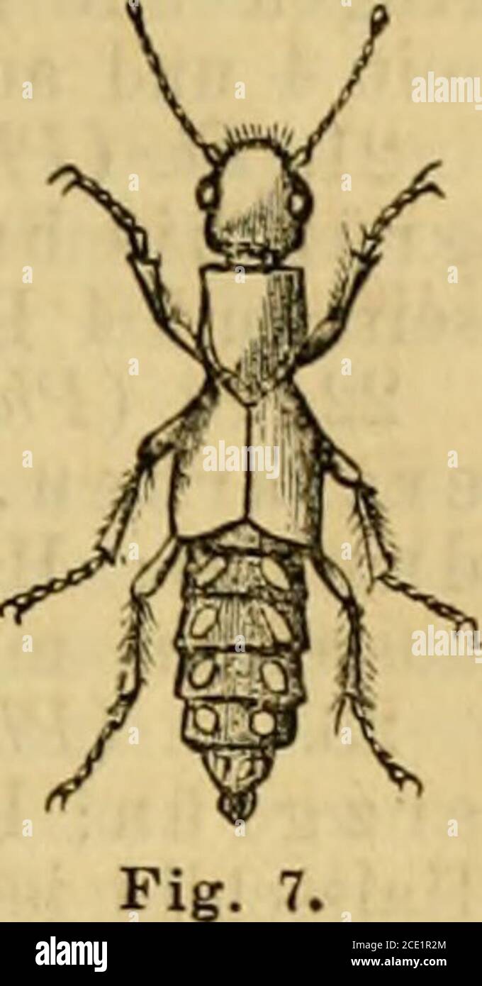 . Die Insektenwelt : ein Taschenbuch zu entomologischen Exkursionen für Lehrer und Lernende . St. (Emus) hirtus L., 19—24; schwarz, haarig; Kopf,Halsschild und Hinterleib hinten gelbzottig; Decken vornmit grauer Filzbinde. Unter Kuhdung häufig. (Fig. 5 u. 6.Larve und Käfer.) 6. St. (Creöphilus) maxillösus L., 16—20; schwarz,glänzend; Decken und Hinterleibsmitte mit grauer Filz-binde; Halsschildmitte kahl. An Dung und Aesern nichtselten. 7. St. (Leistötrophus) nebiüösus L., 16; schwarz, braun-und graufilzig; Taster, Fühlerwurzel und Beine gelbrot.In Dung häufig. 8. St. (L.) murinus L., 12; eben Stock Photo