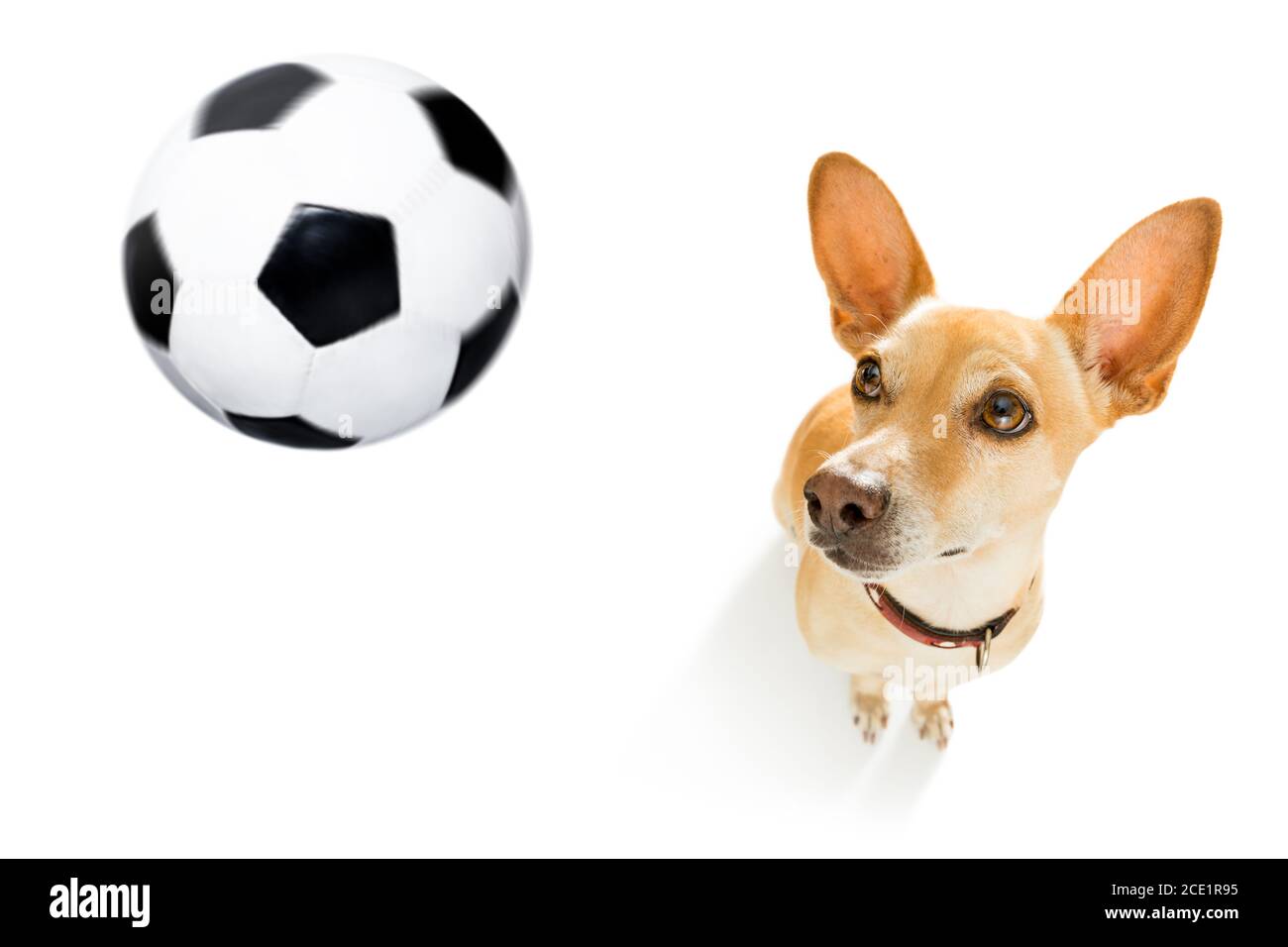 soccer player dog Stock Photo Alamy