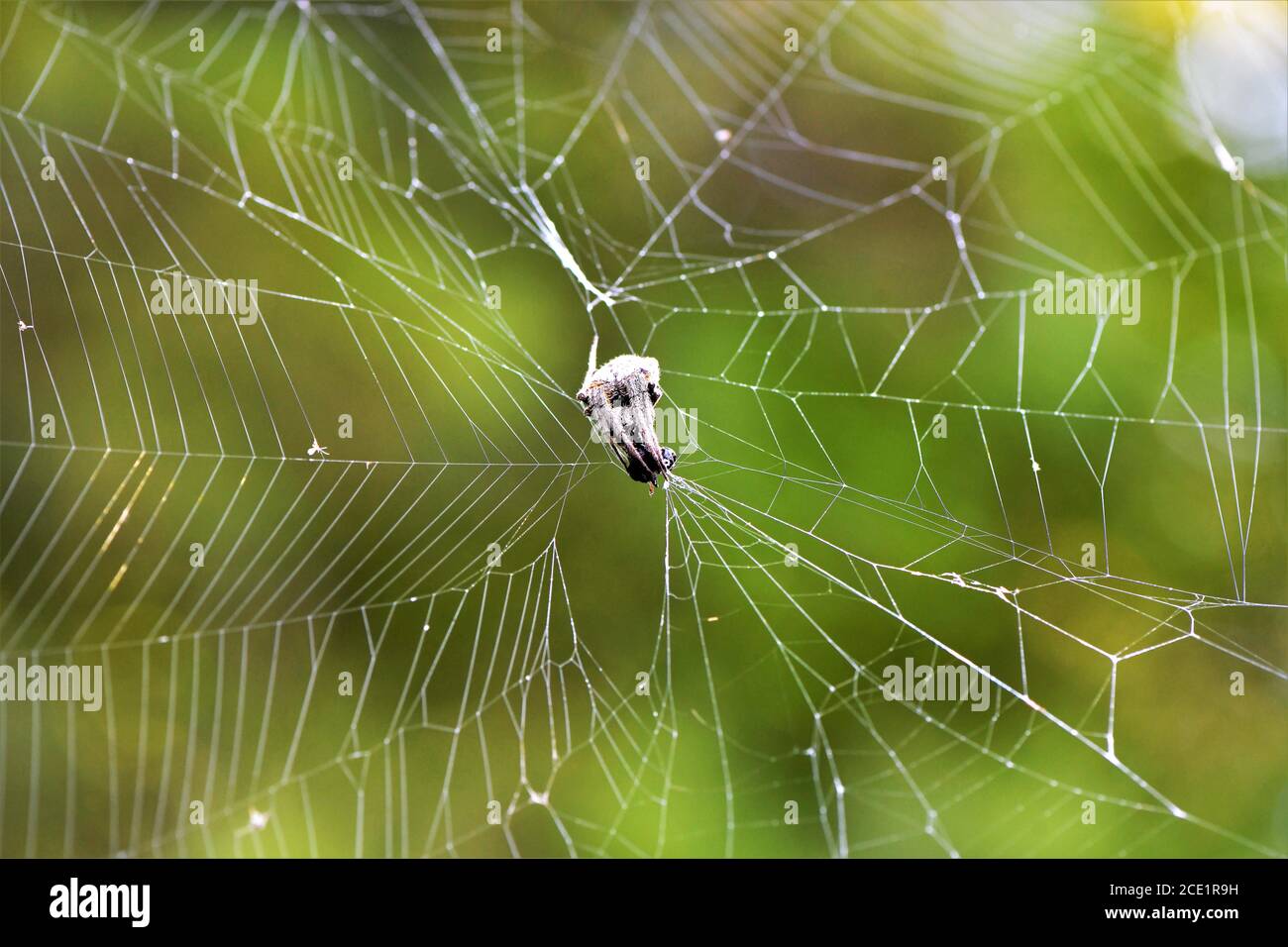 A spider in the web devouring its prey. Stock Photo