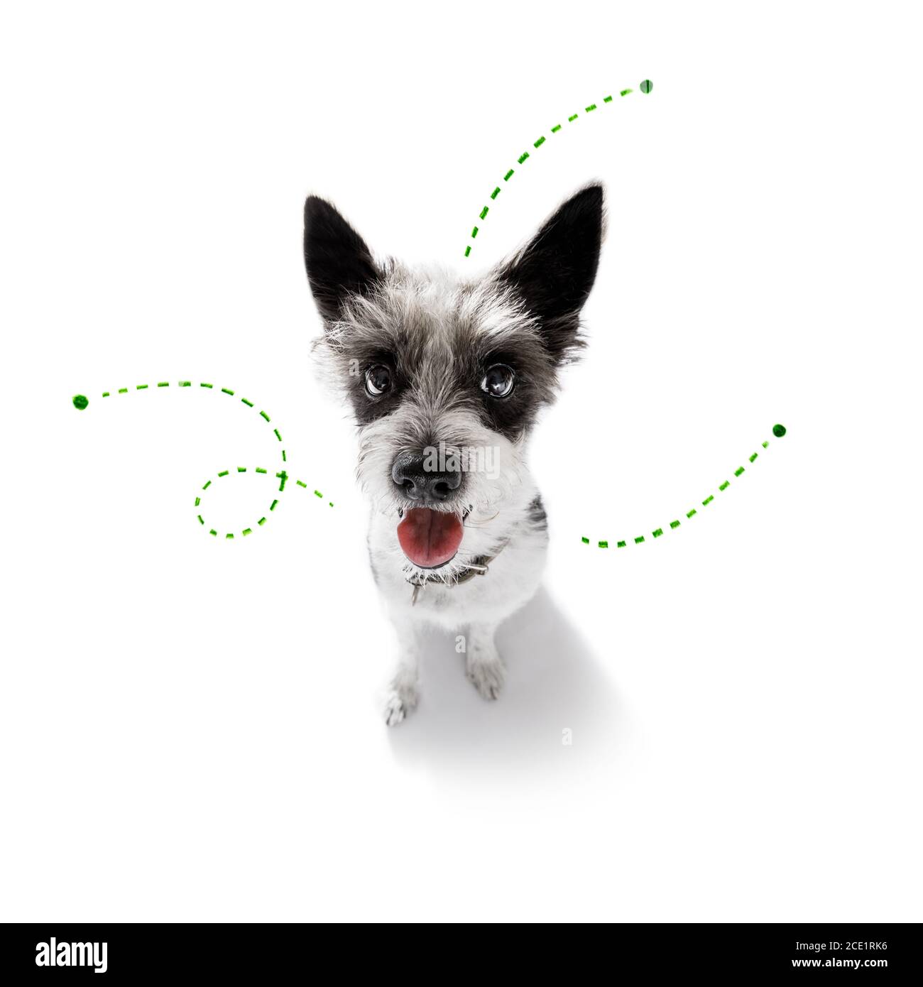 dog with fleas, ticks or insects Stock Photo - Alamy