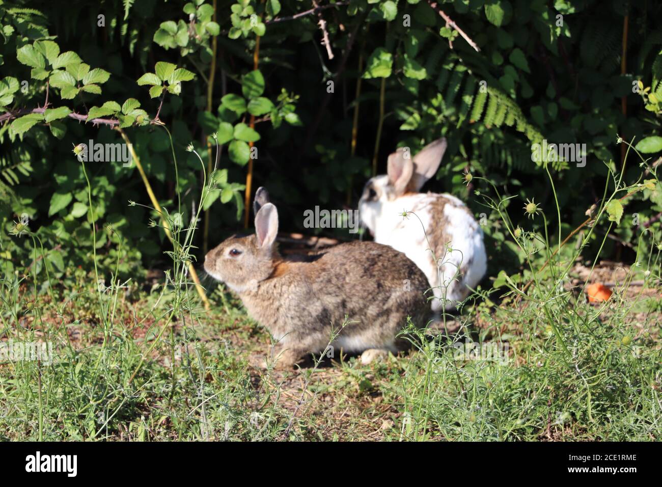 rabbits exploring the park Stock Photo - Alamy