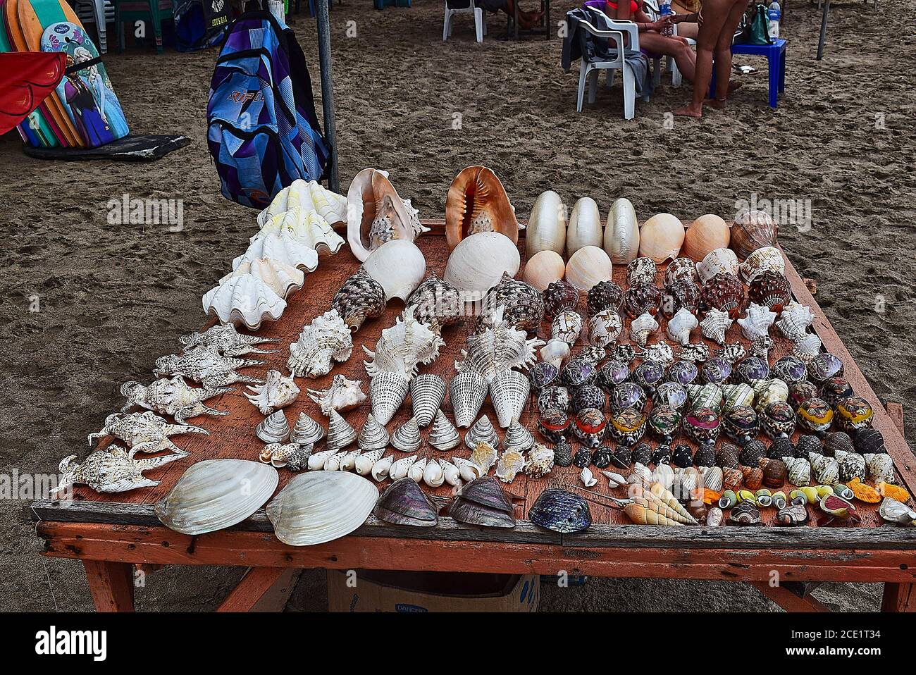 Gorgeous colorful collection of seashells in top view perspective ...
