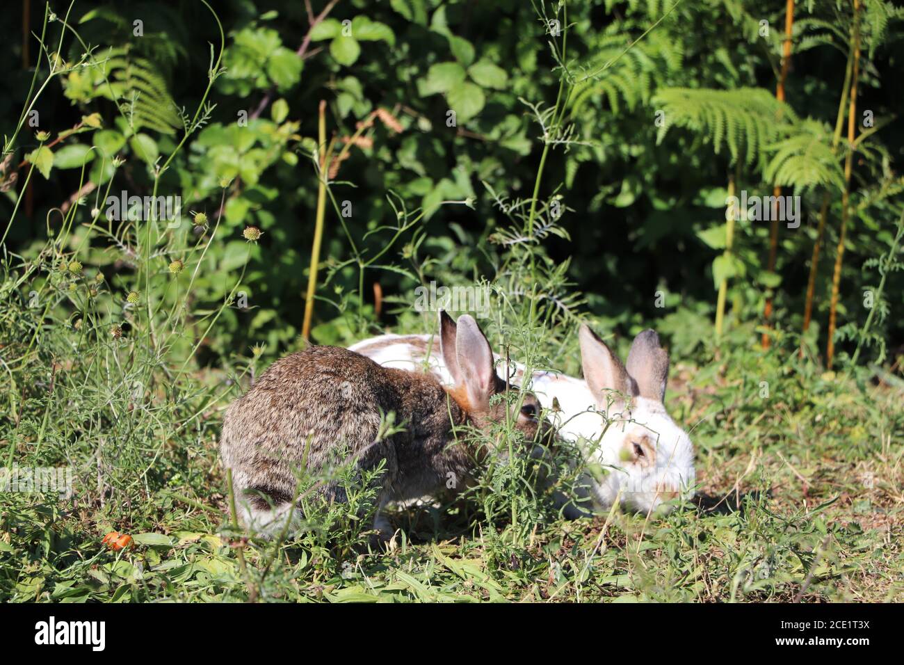 rabbits exploring the park Stock Photo Alamy