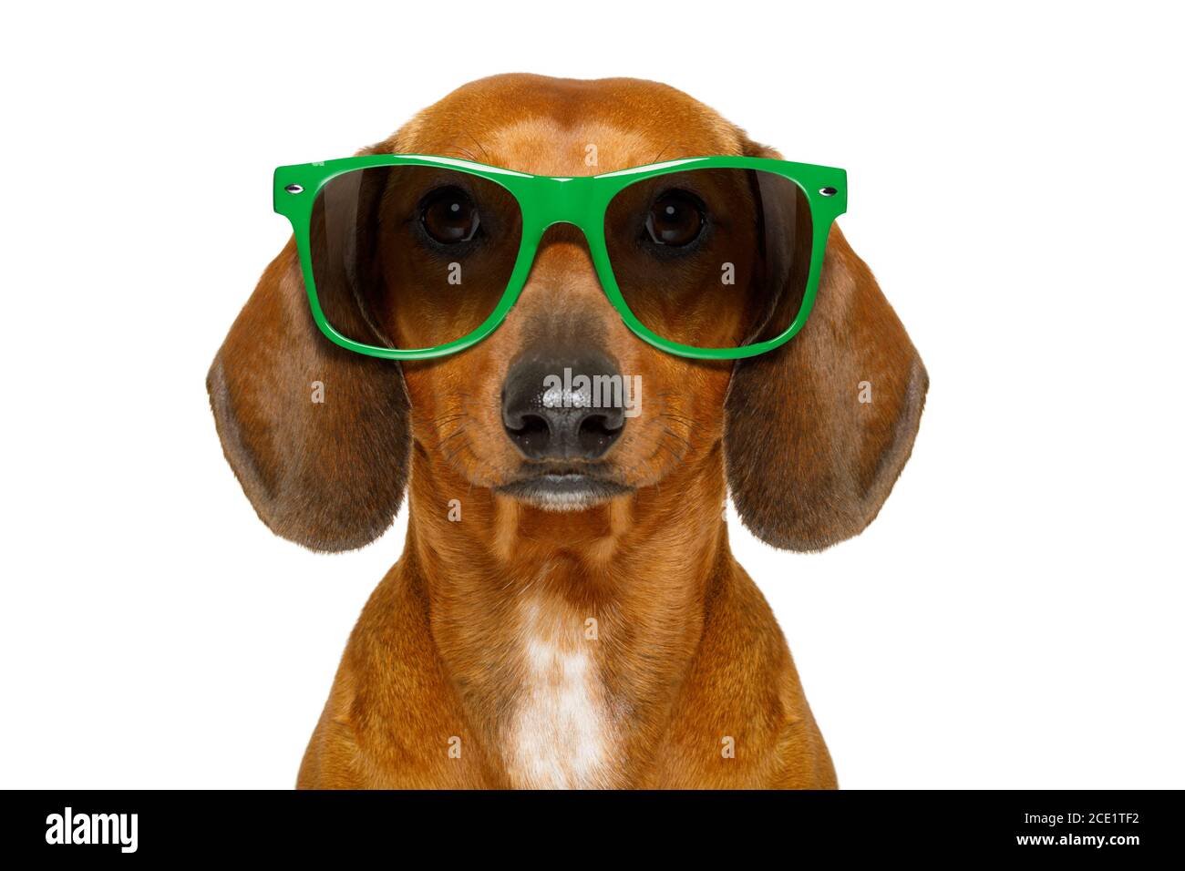 silly dachshund pictures