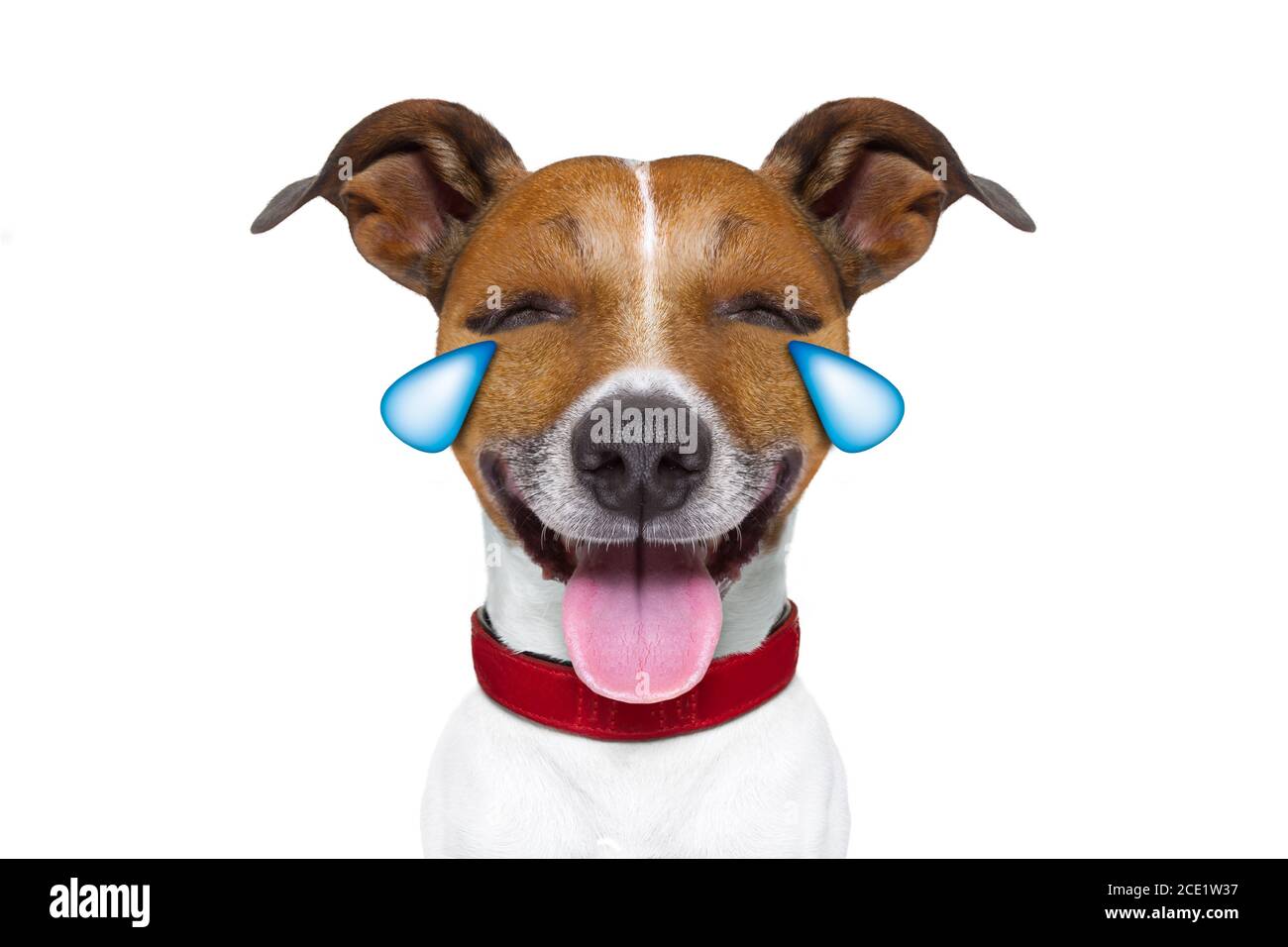 emoticon or  Emoji dumb  crying laughing dog Stock Photo