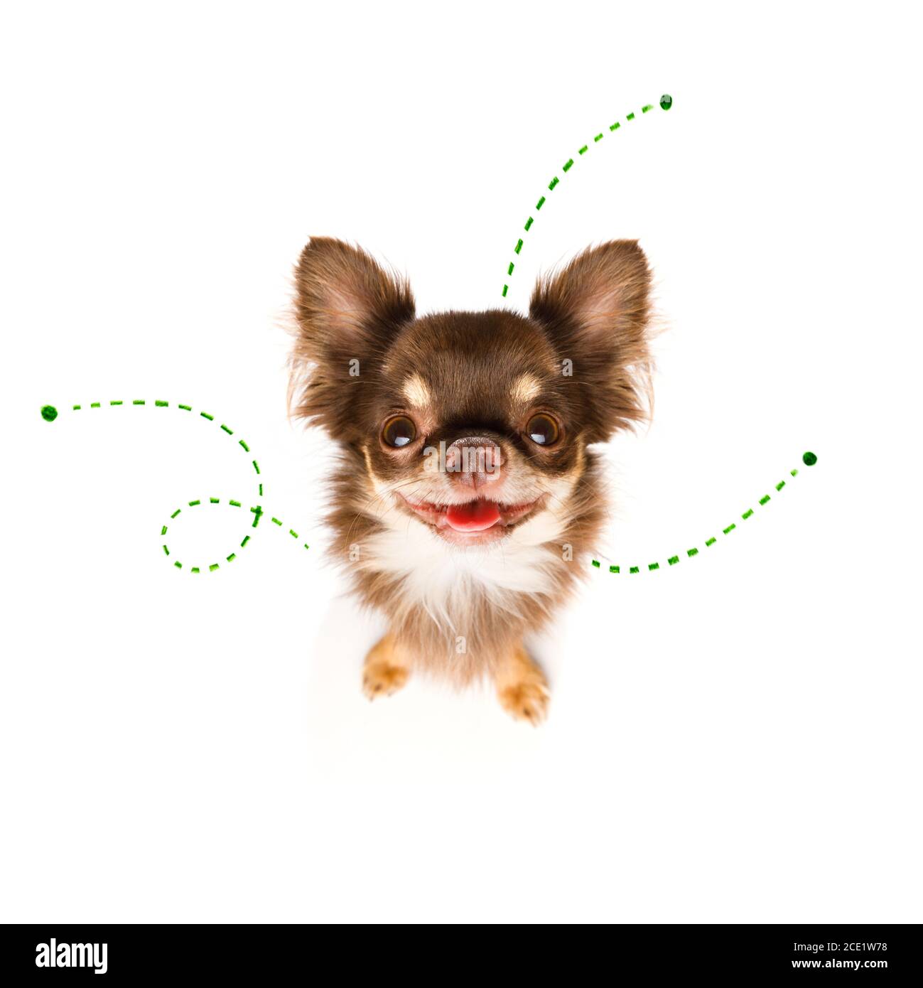 dog with fleas, ticks or insects Stock Photo - Alamy