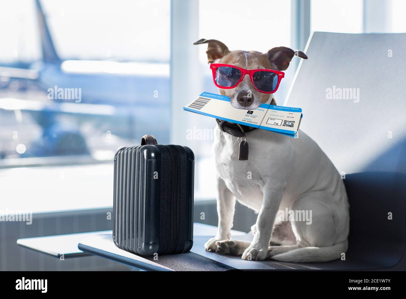 dog in airport terminal on vacation Stock Photo Alamy