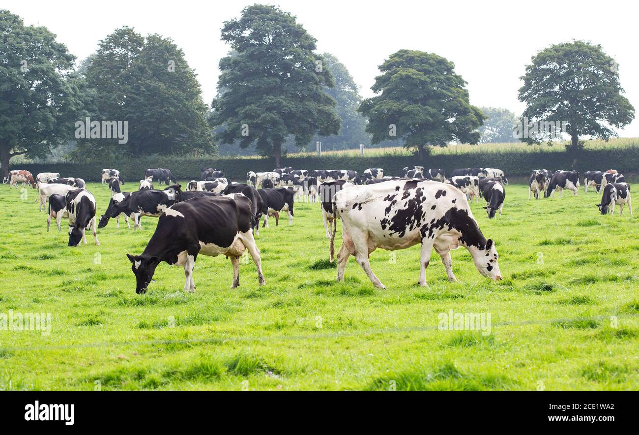 Herd of Holstein Friesian cattle grazing in a field Stock Photo