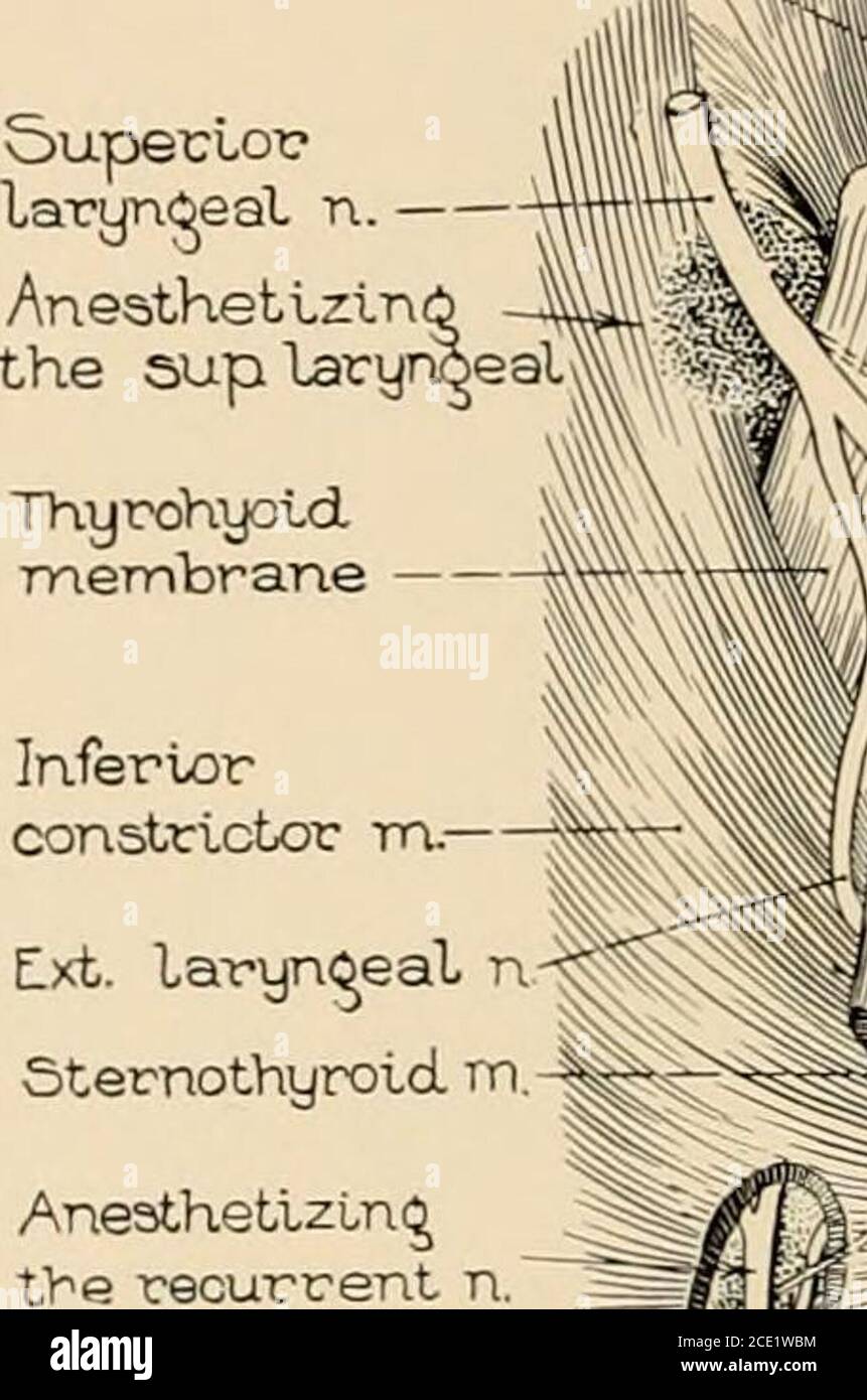 Recurrent Laryngeal Nerve High Resolution Stock Photography And Images Alamy