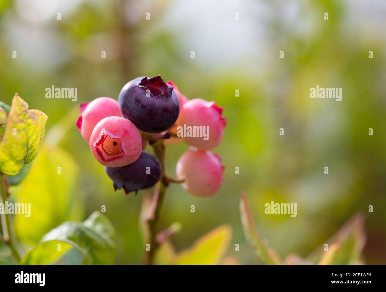 Blueberries on a bush ripening in the sun Stock Photo Alamy