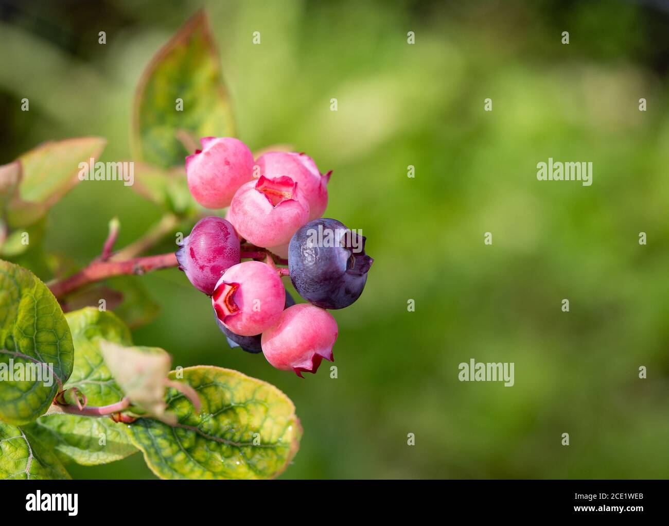 Blueberries on a bush ripening in the sun Stock Photo
