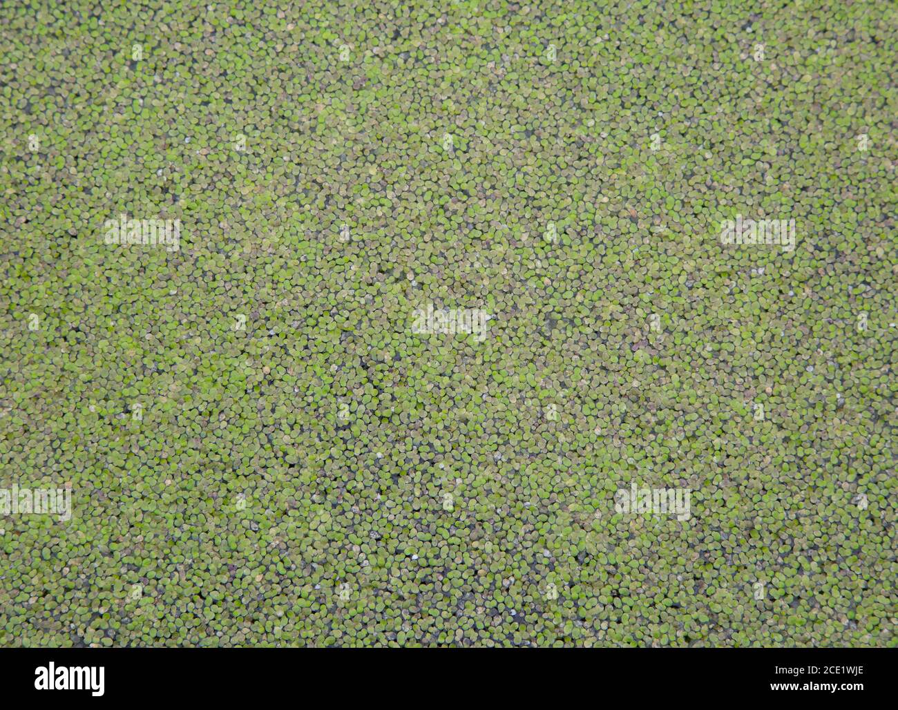 Pond covered in duckweed  - Lemna Minuta Stock Photo